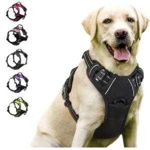 Dog Collars & Harness Set