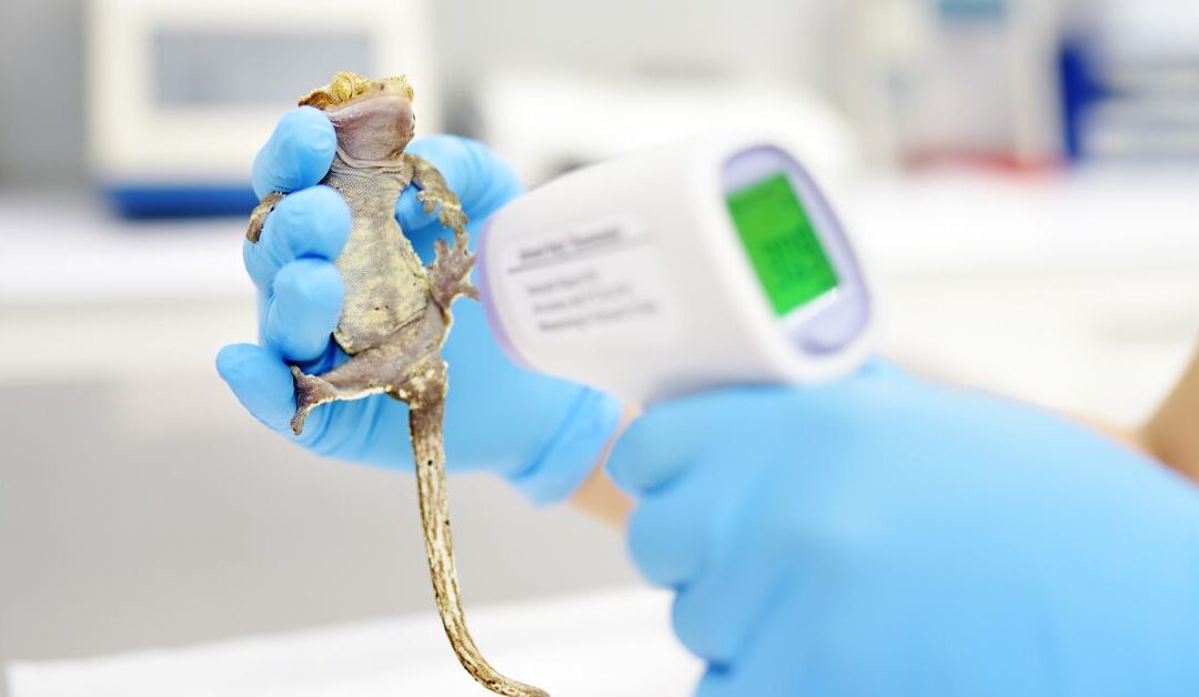 Essential Reptile Temperature & Environment Tools Every Pet Owner Must Have