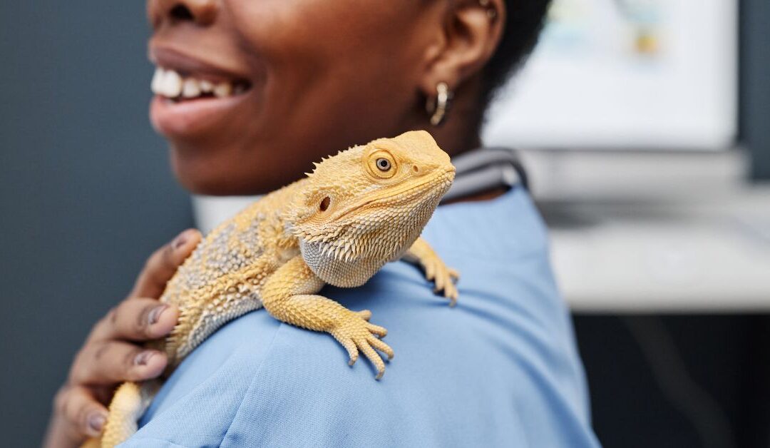 The Ultimate Reptile Care Guide: Must‑Have Reptile Care & Maintenance Supplies Every Pet Lover Needs in 2026