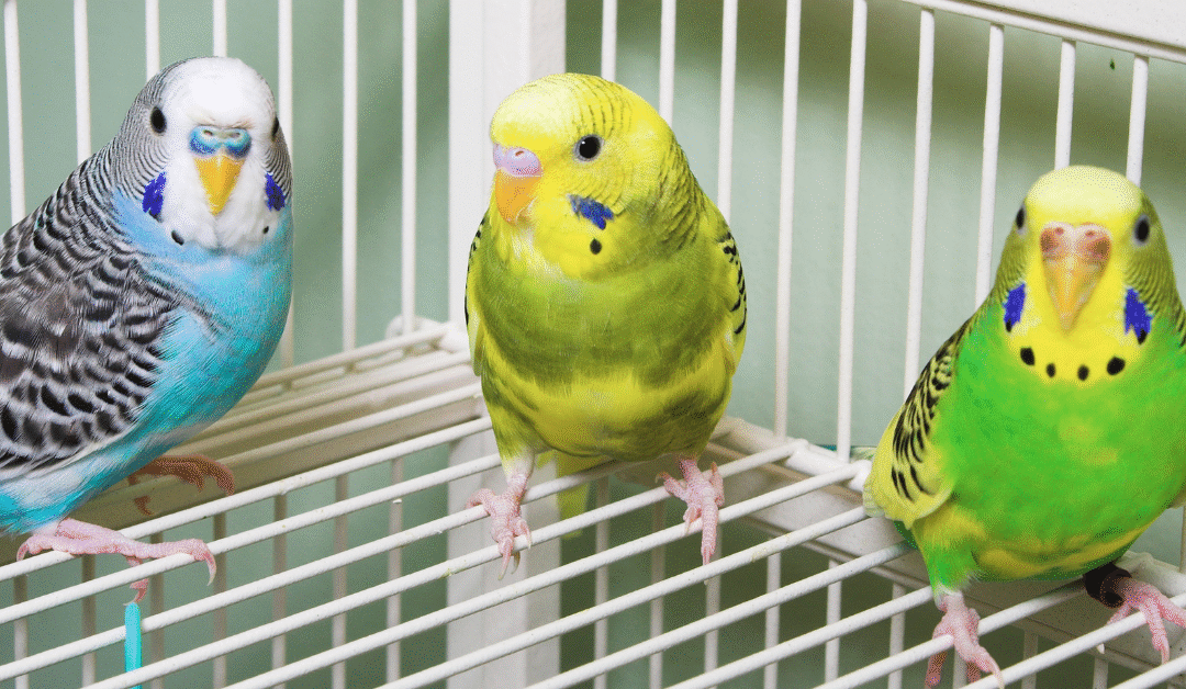 How to Enhance Your Bird’s Home with Essential Cage Comfort & Living Items