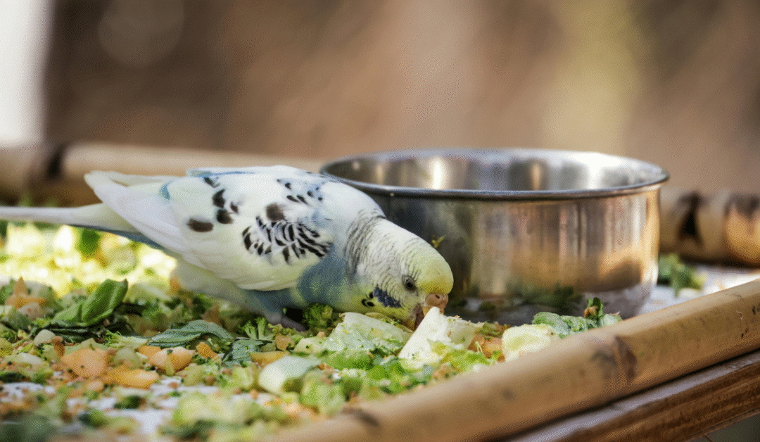 Top Bird Feeding Accessories to Boost Your Pet Birds’ Health and Happiness in 2026