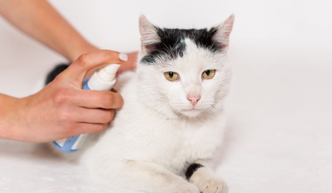 Mastering Cat Grooming & Care: Top Accessories Every Pet Lover Needs