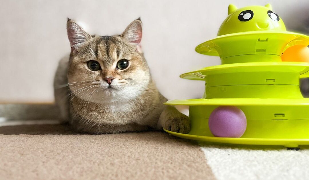 Unlock Your Cat’s Happiness: Essential Cat Toys & Activity Products for an Engaged Feline in 2026