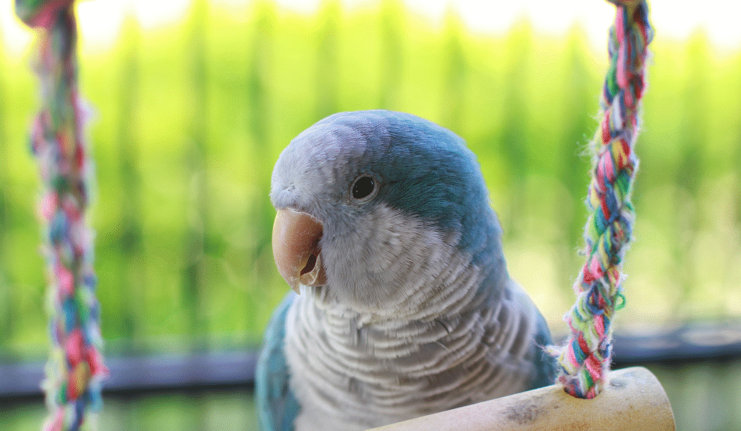 Transform Your Bird’s World: The Ultimate Guide to Bird Perches & Habitat Accessories