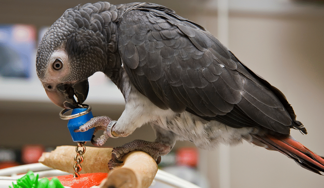 The Ultimate Guide to Bird Toys & Enrichment: Boost Your Feathered Friend’s Happiness