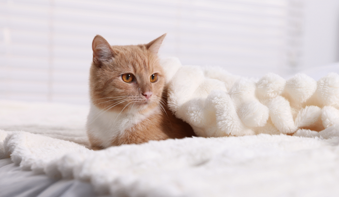 Essential Cat Comfort & Home Tips: How to Build the Perfect Cozy Space for Your Cat